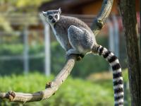 Katta Lemur